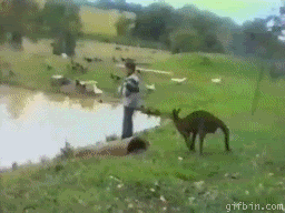 giphy.gif