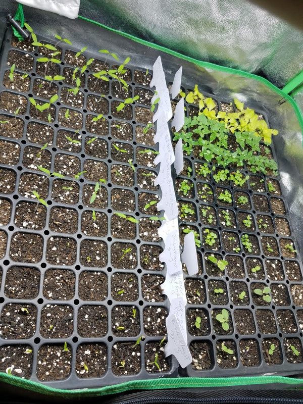 seedstarts314.jpg