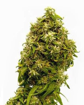 www.growerschoiceseeds.com