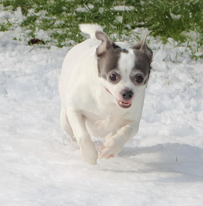 dogsnow1.jpg