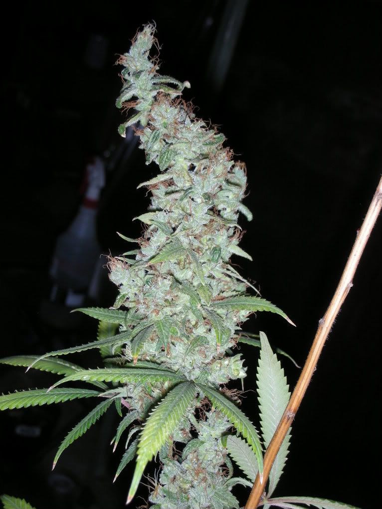 DSCN3124.jpg