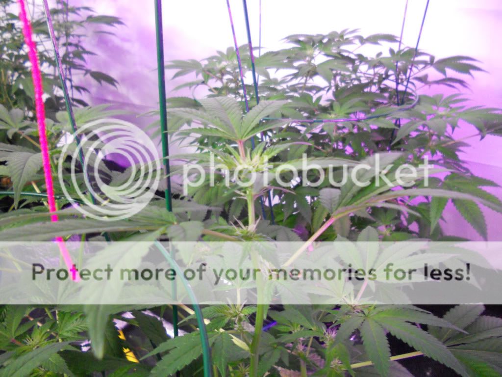 G13_Day24f_2.jpg