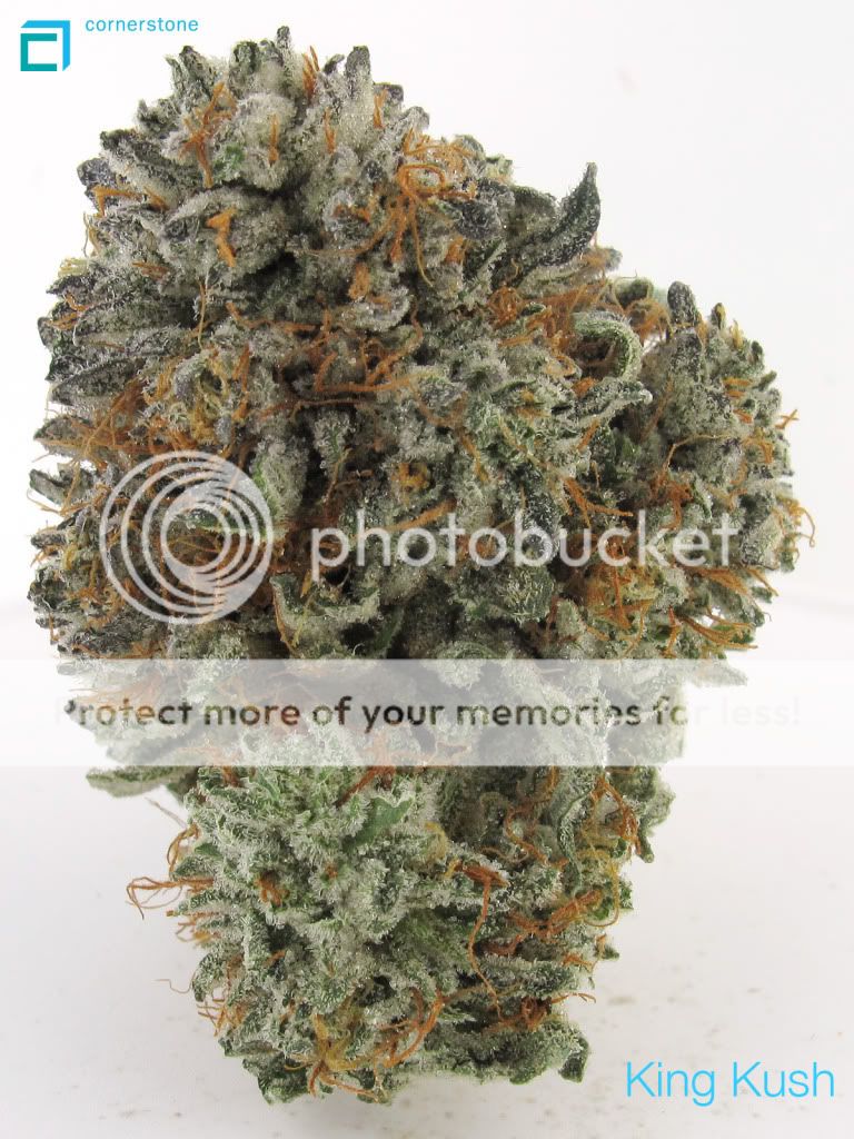 KingKush122911.jpg