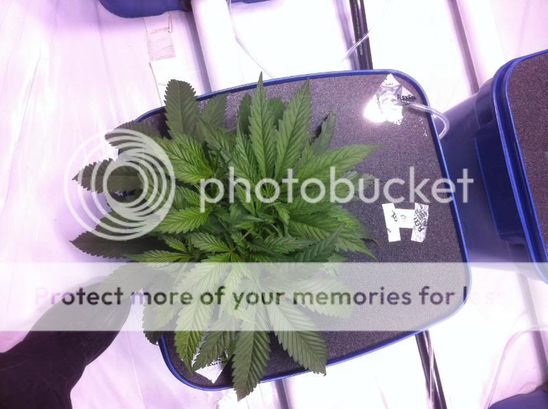plant3-1.jpg