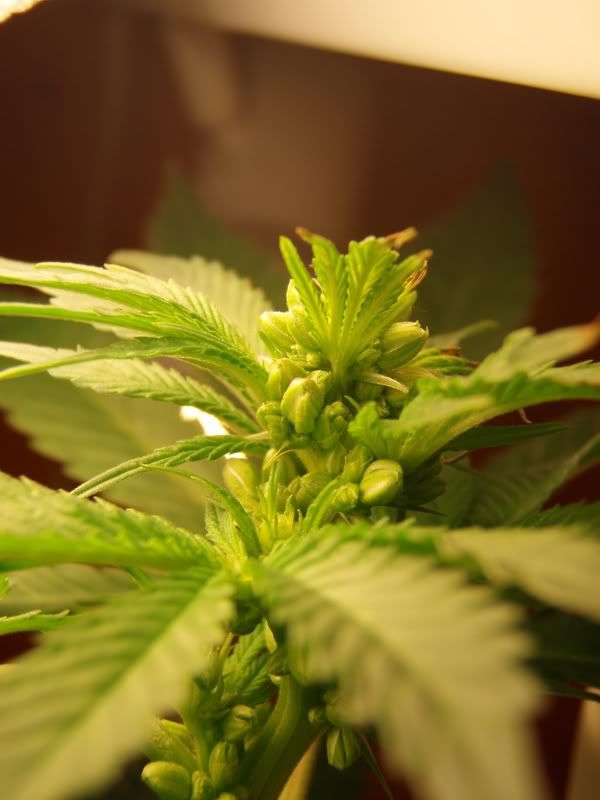 malebagseedweek22.jpg