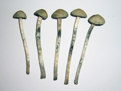 copelandia%2520cyanescens%2520hawaiian.jpg