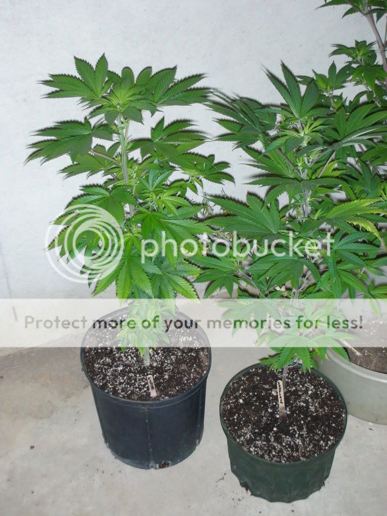 DSCN3900.jpg
