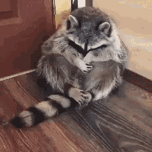 racoon-shy.gif