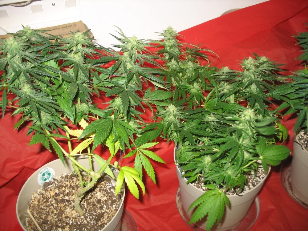 2-18-086small.jpg