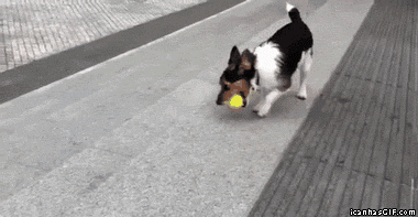 Trained the dog to play fetch by itself : gifs