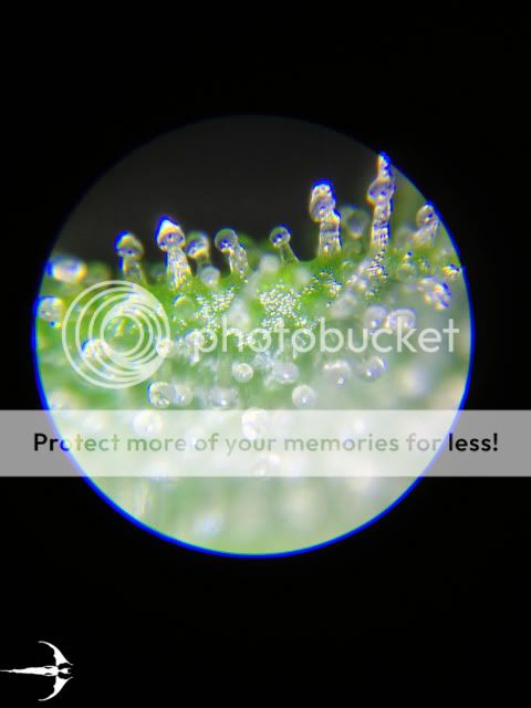 IMG_0345_zpse84d484d.jpg
