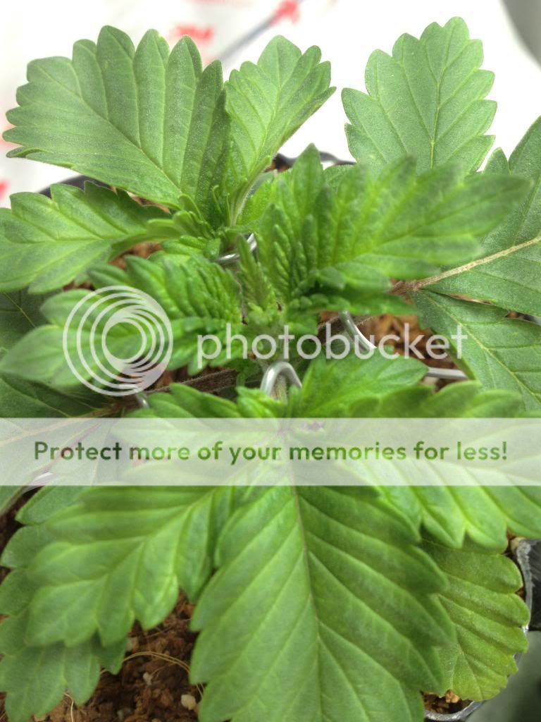 IMG_2307_zps35a27ccb.jpg