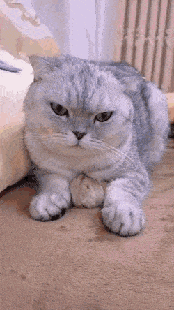 gifs_12.gif