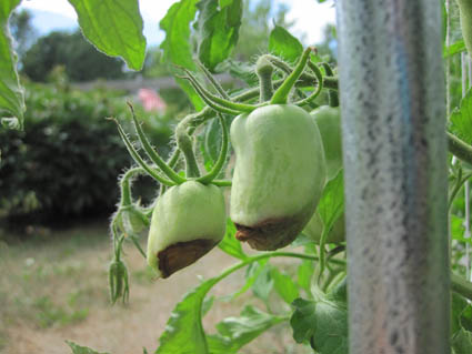 BlossomEndRot425.jpg