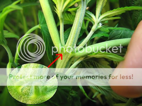 preflower.jpg