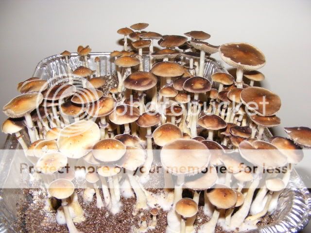 projects079.jpg