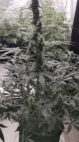 giphy-downsized.gif