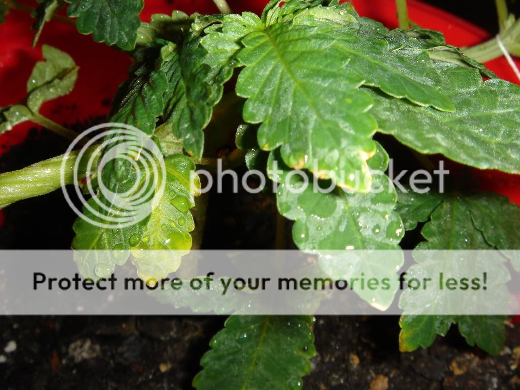 DSC01429.jpg