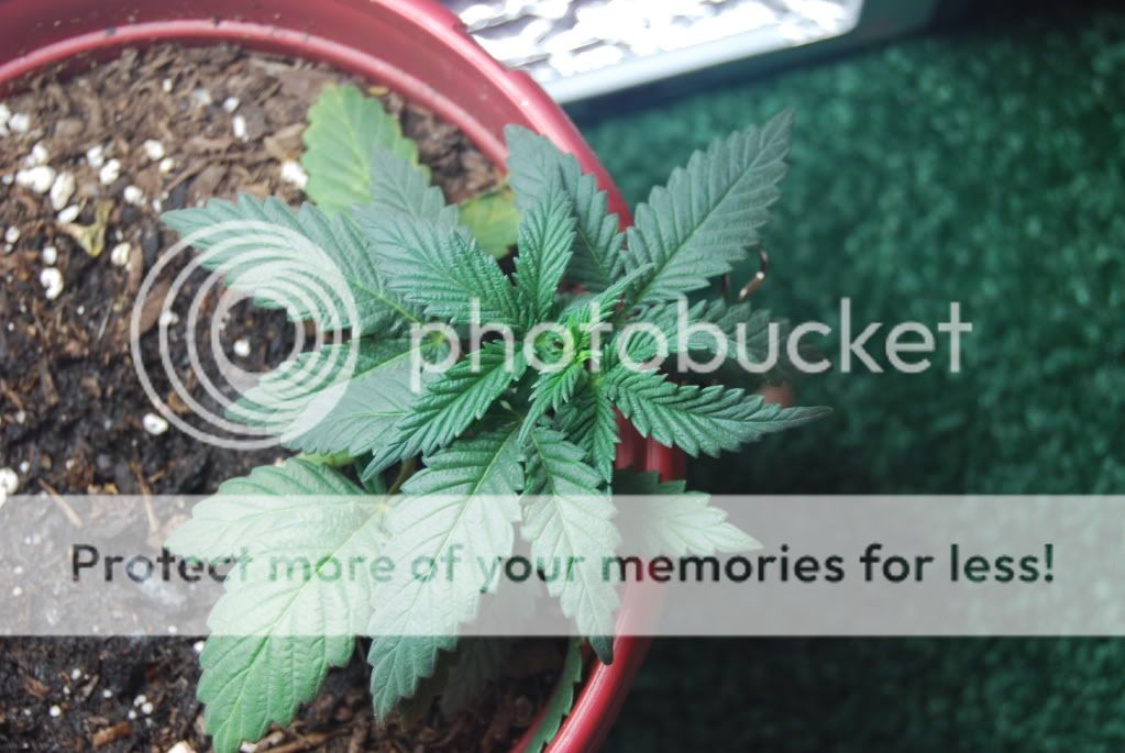 weed26001.jpg