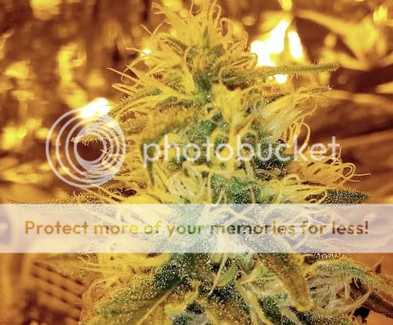 blackberrykushweek5flowering.jpg