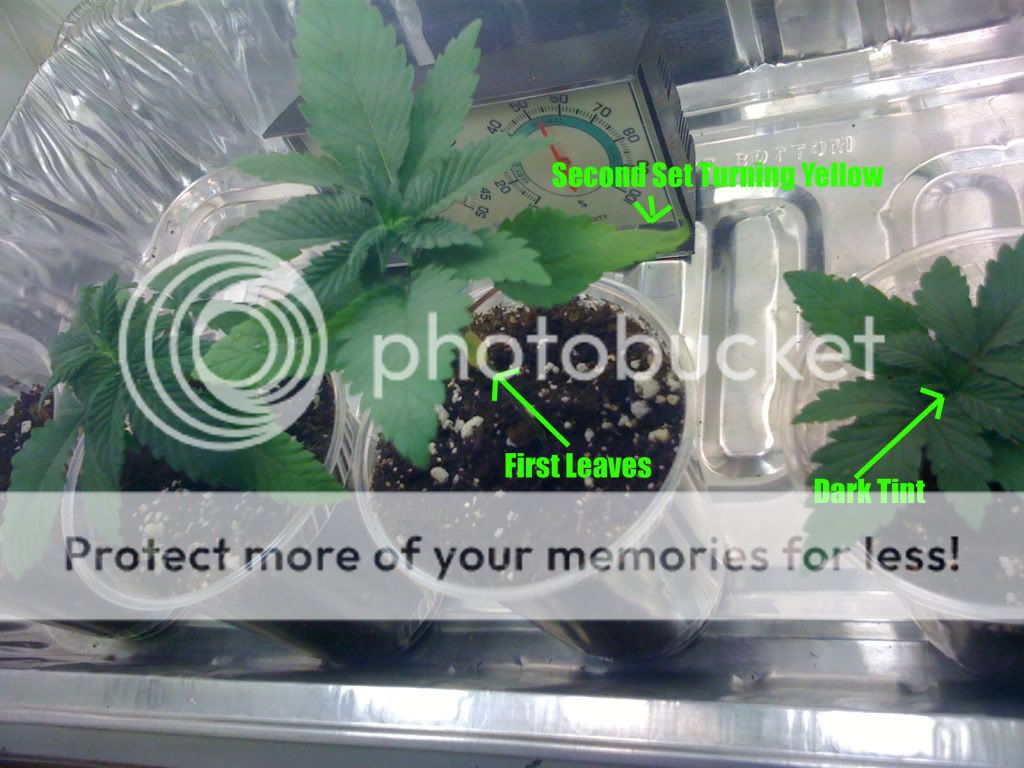 Picture001copy.jpg