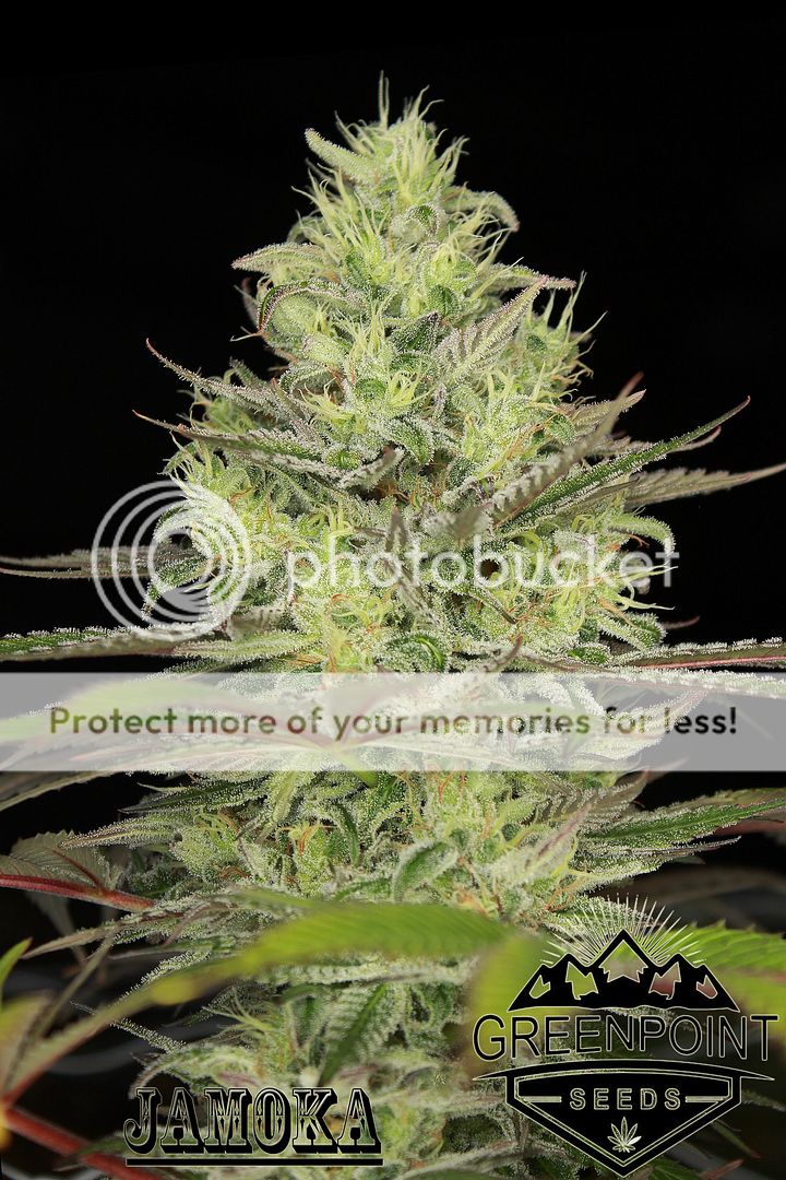 Jamoka%20-%20Greenpoint%20Seeds_zpsc65oersc.jpg