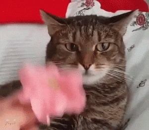 gifs_17.gif