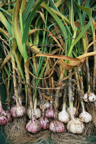 GarlicHarvest.jpg