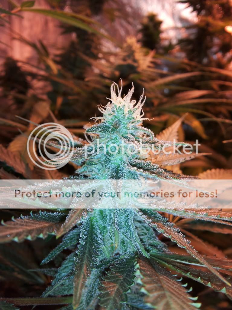 Purplehaze126.jpg