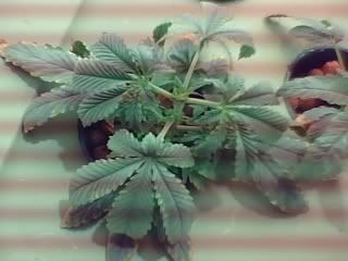 01-31-08_1230.jpg