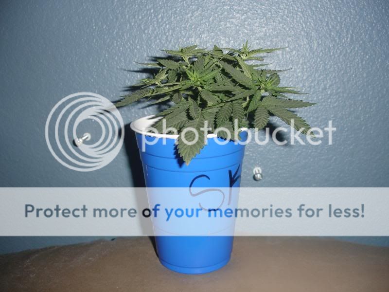 okjhgfdfg006.jpg
