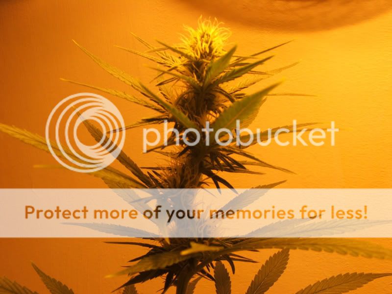 27JulyPlant23JPG.jpg