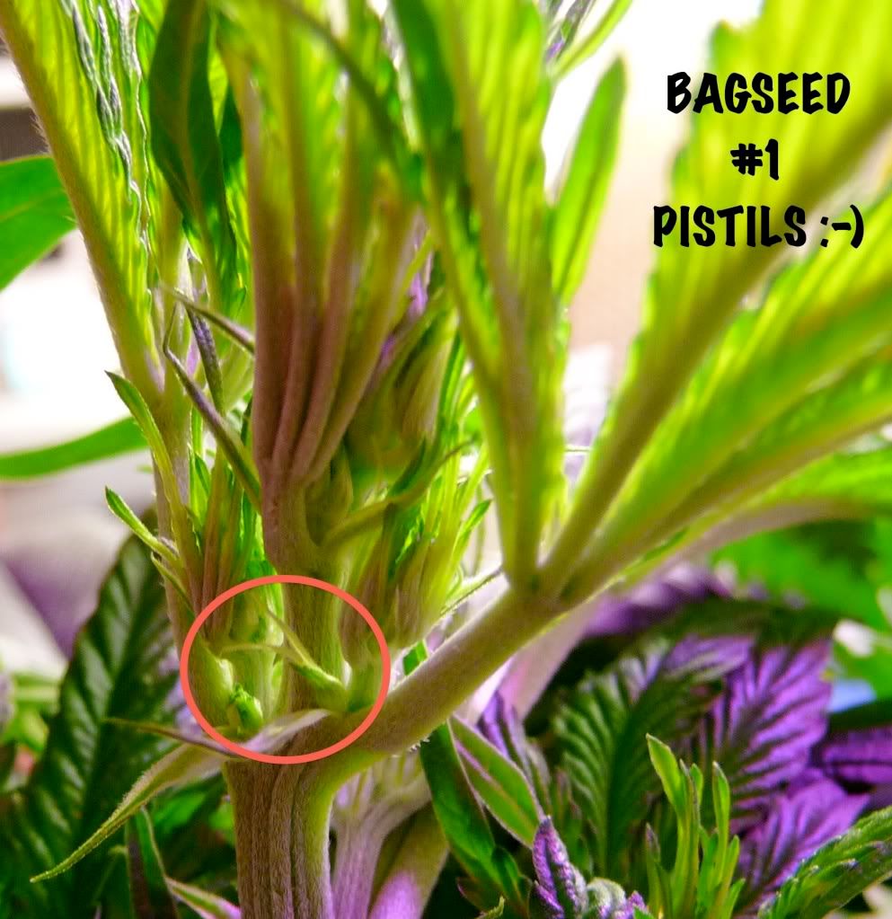 bag1-pistils2.jpg