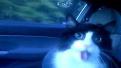 gifs_08.gif