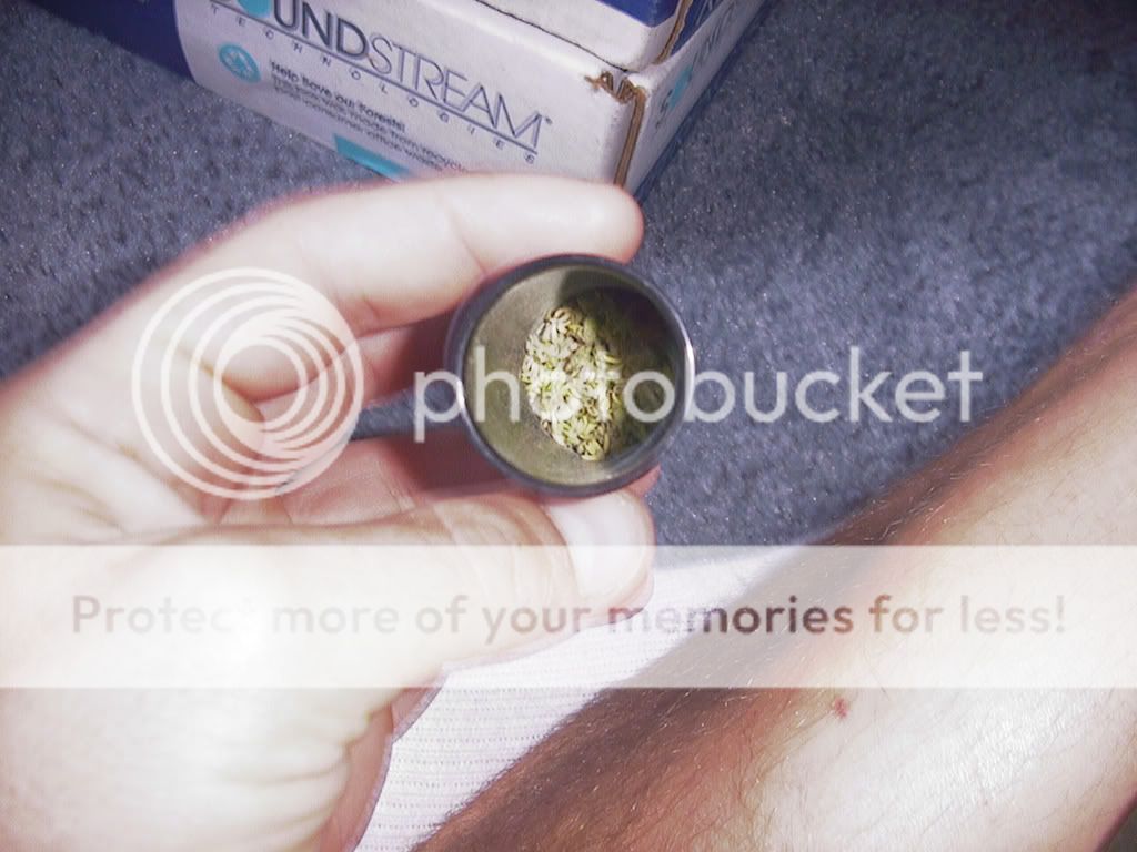 pollen.jpg