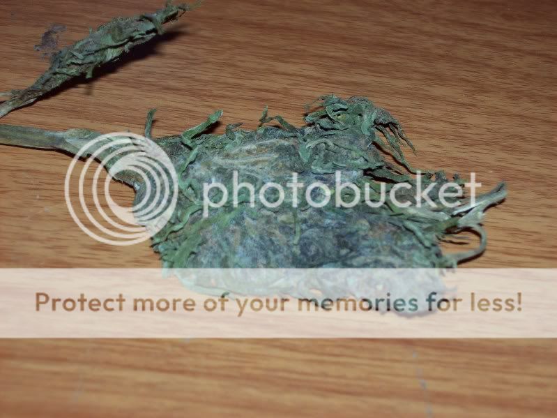 100_1114.jpg