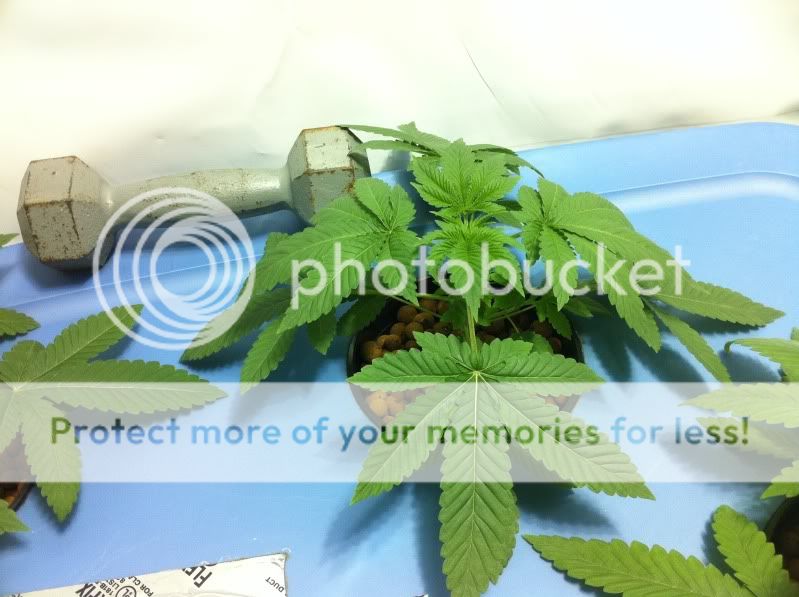 plant1.jpg
