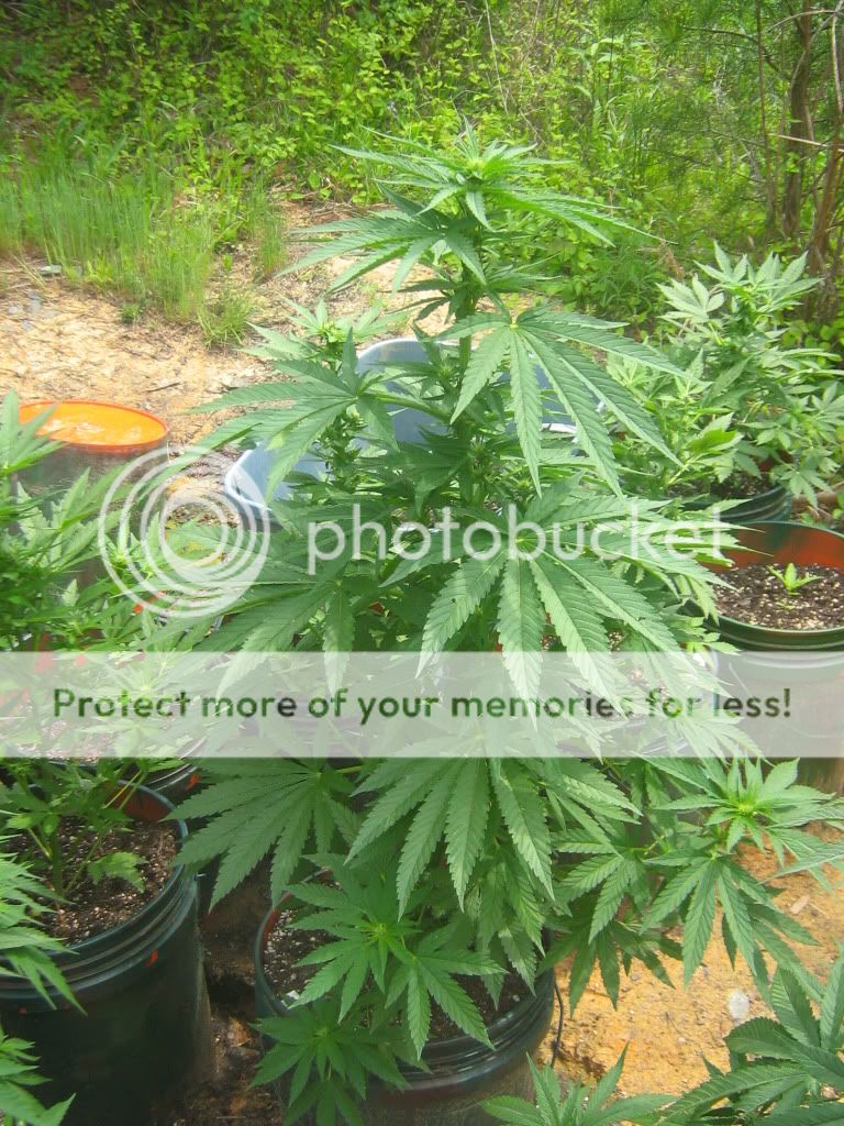 Querkle2.jpg