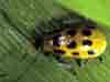 pests_cucumberBeetles.jpg