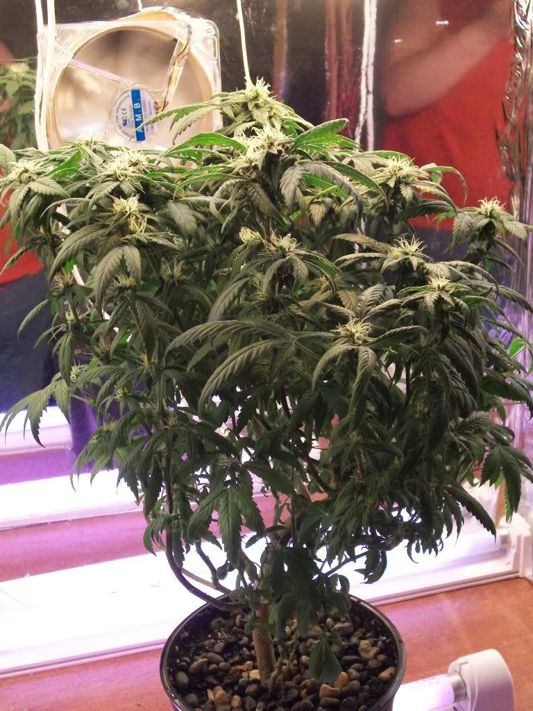MTF524111.jpg