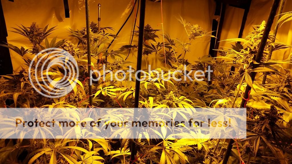 20150202_172329_zps9f40e16e.jpg