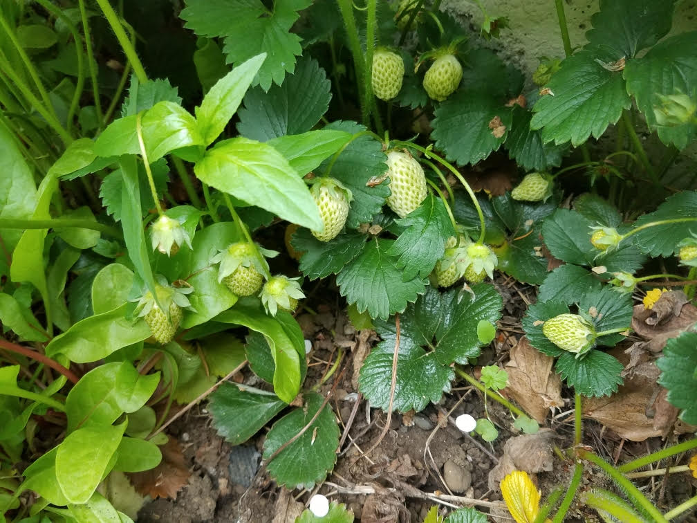 5222021strawberriesa.jpg