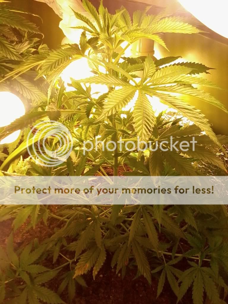 PeppaWeek3Flower.jpg