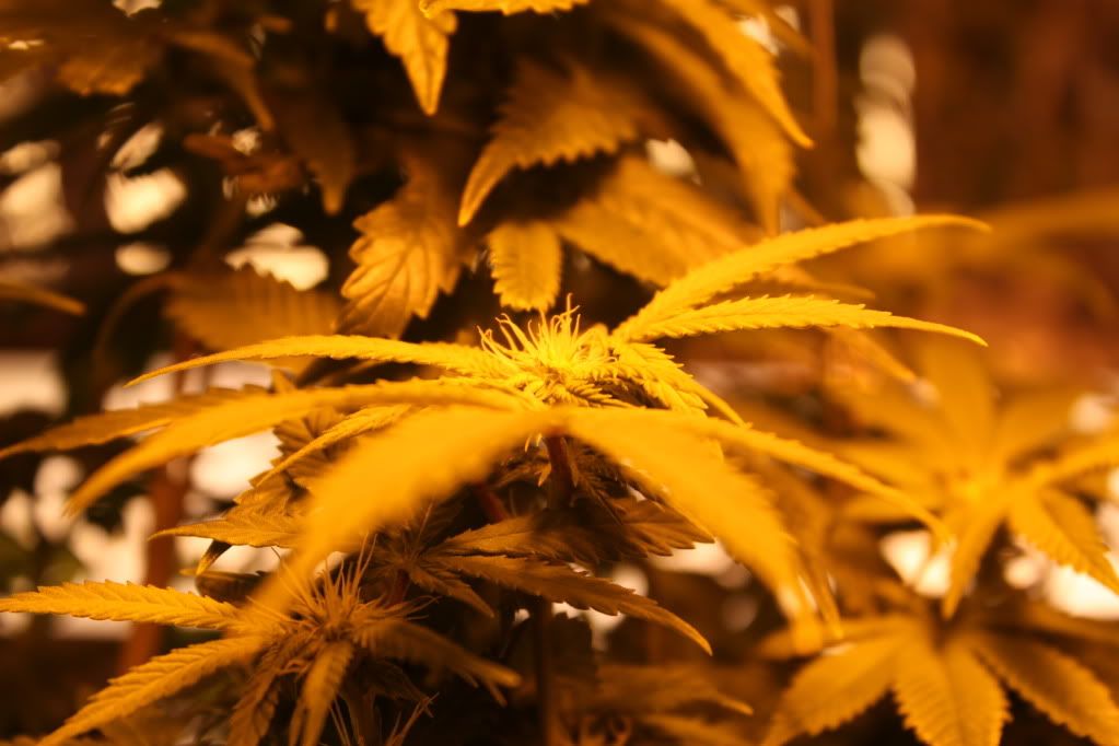 PlantBudShot426112.jpg
