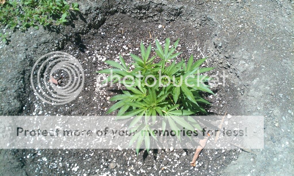 IMAG1063.jpg