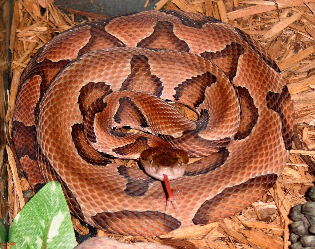 Agkistrodon_contortrix_contortrix_CDC-a.png