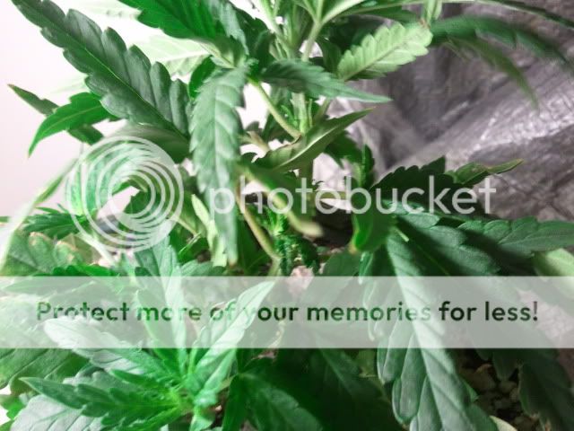 2010-09-08133645.jpg