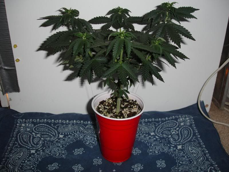 partcups002.jpg