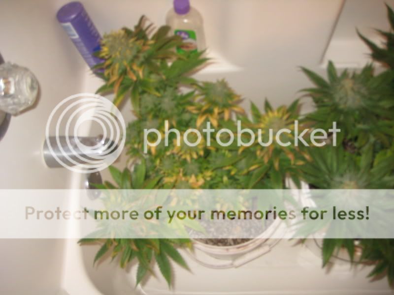 plants215.jpg