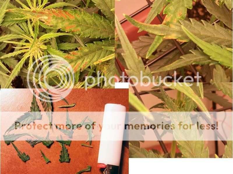 plant_probs.jpg